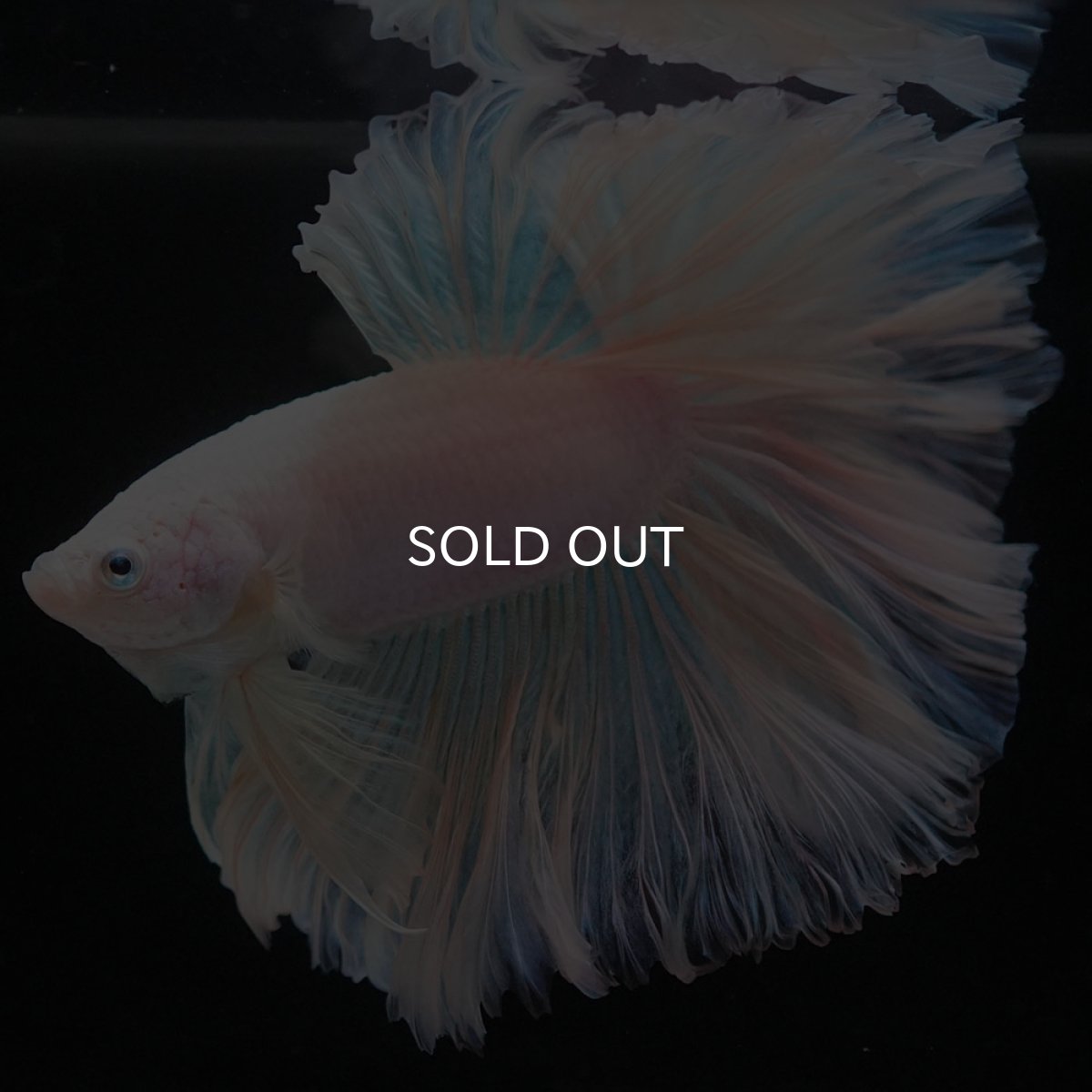 画像10: HM　ホワイトファンシー　ローズテール (10)