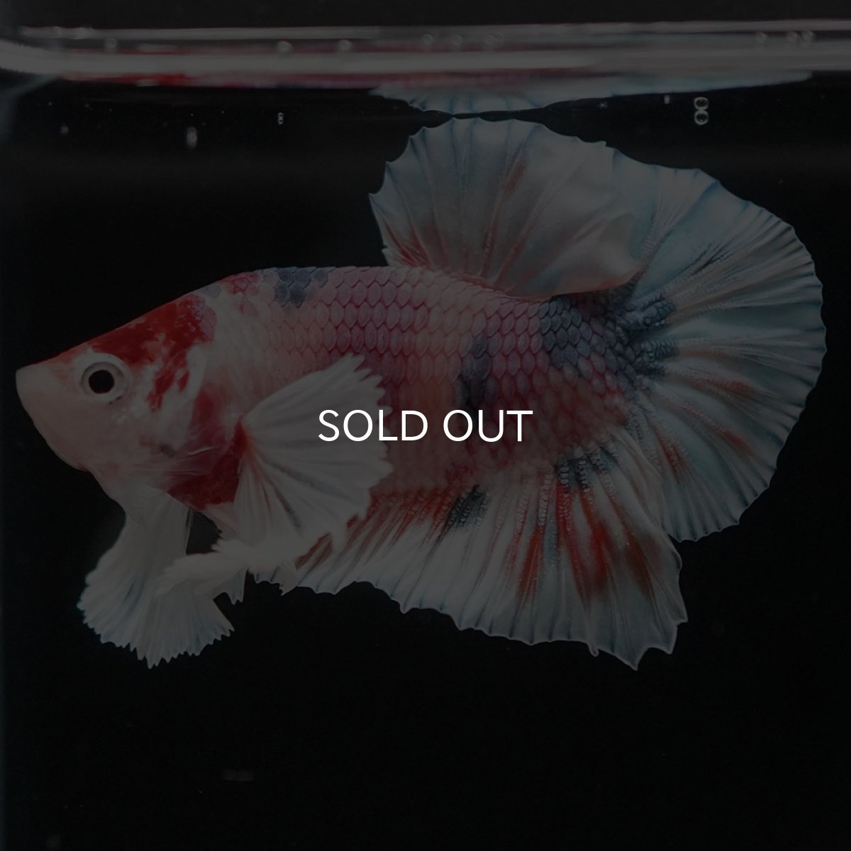 画像2: HMPKダンボ　キャンディ (2)