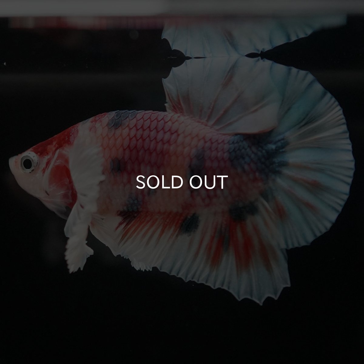 画像5: HMPKダンボ　キャンディ (5)