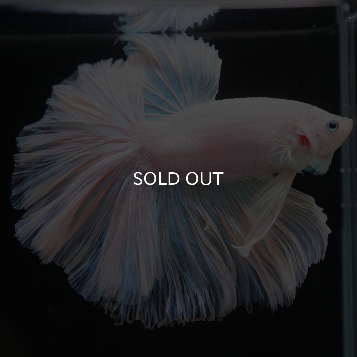 画像3: HM　ホワイトファンシー　ローズテール (3)