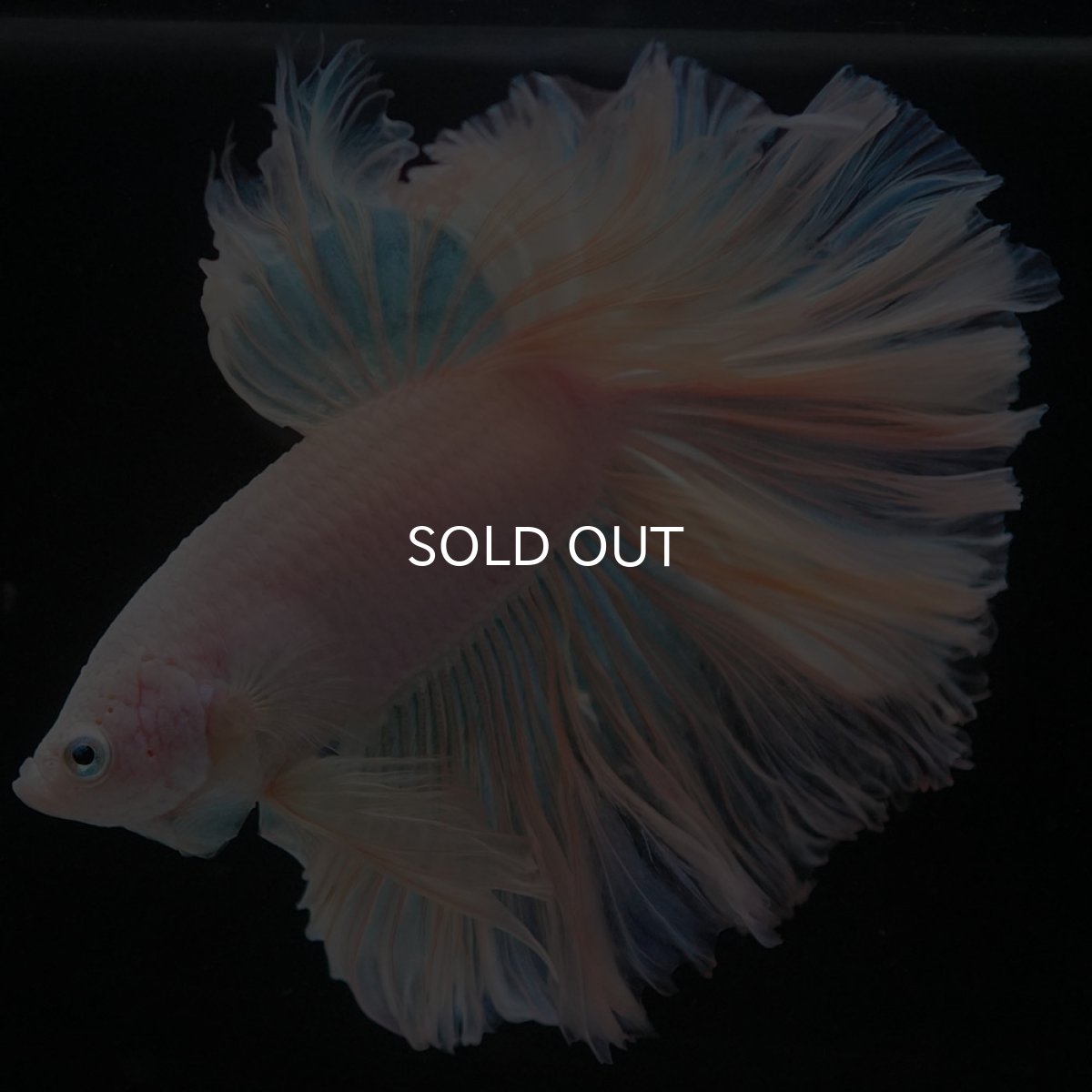 画像4: HM　ホワイトファンシー　ローズテール (4)