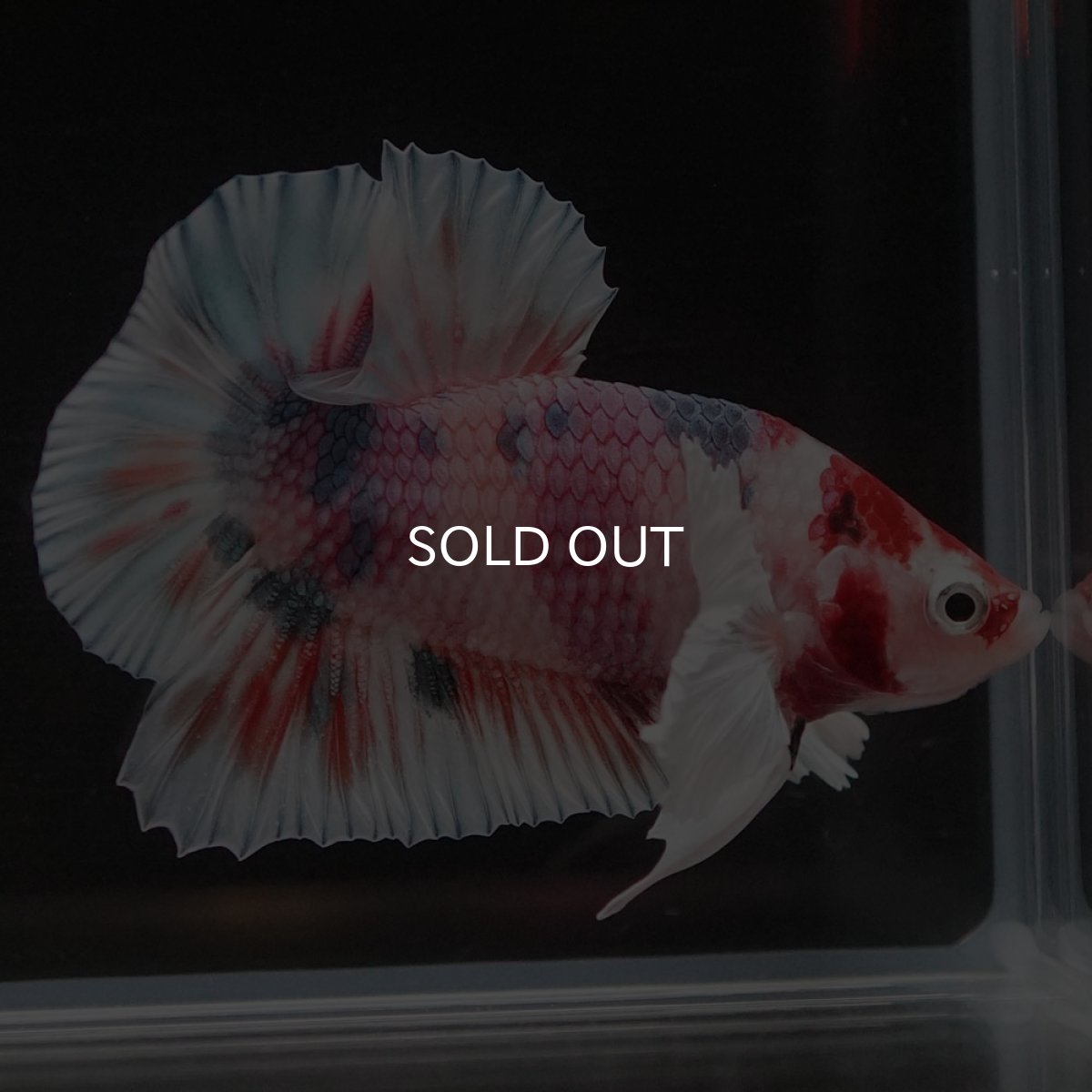 画像4: HMPKダンボ　キャンディ (4)