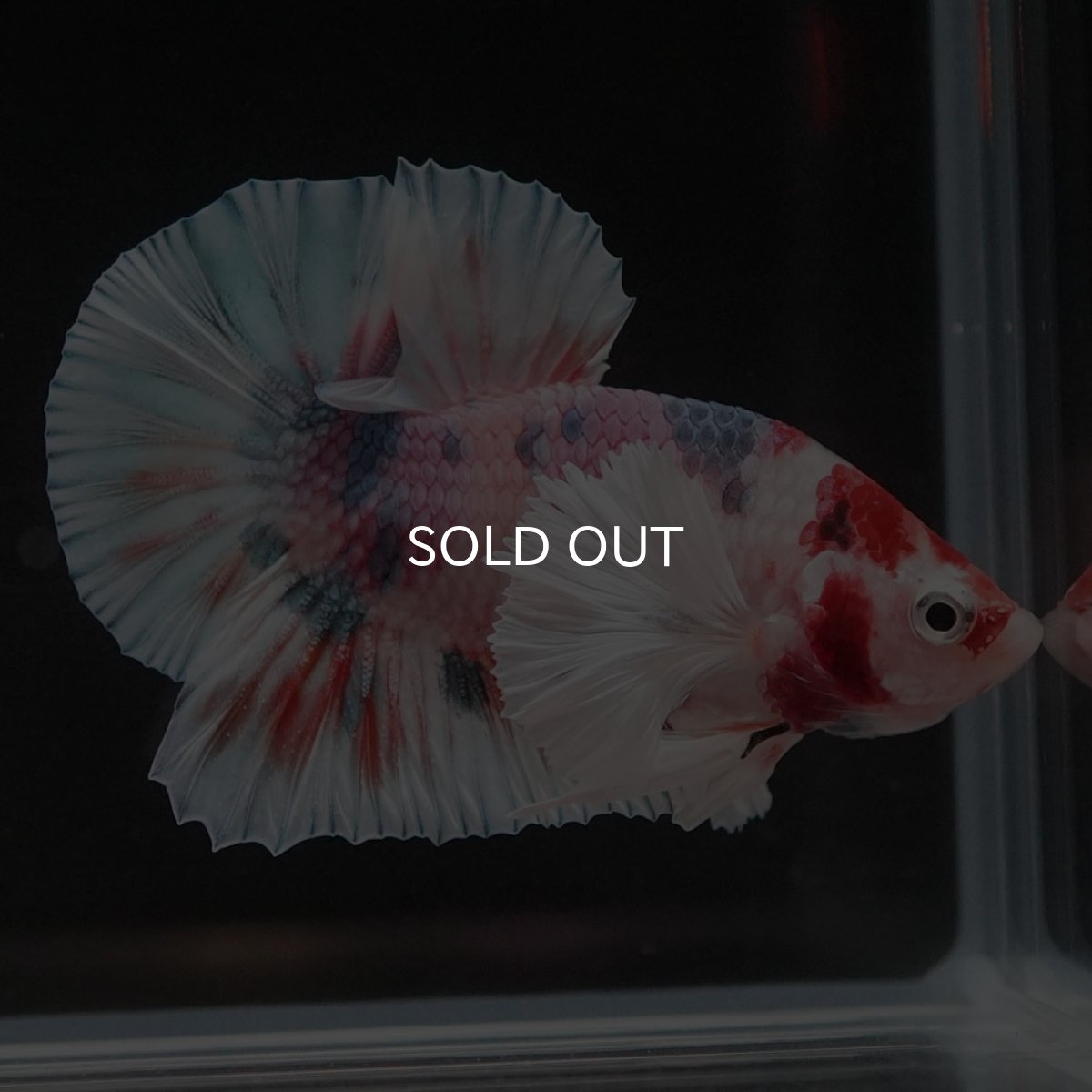 画像3: HMPKダンボ　キャンディ (3)