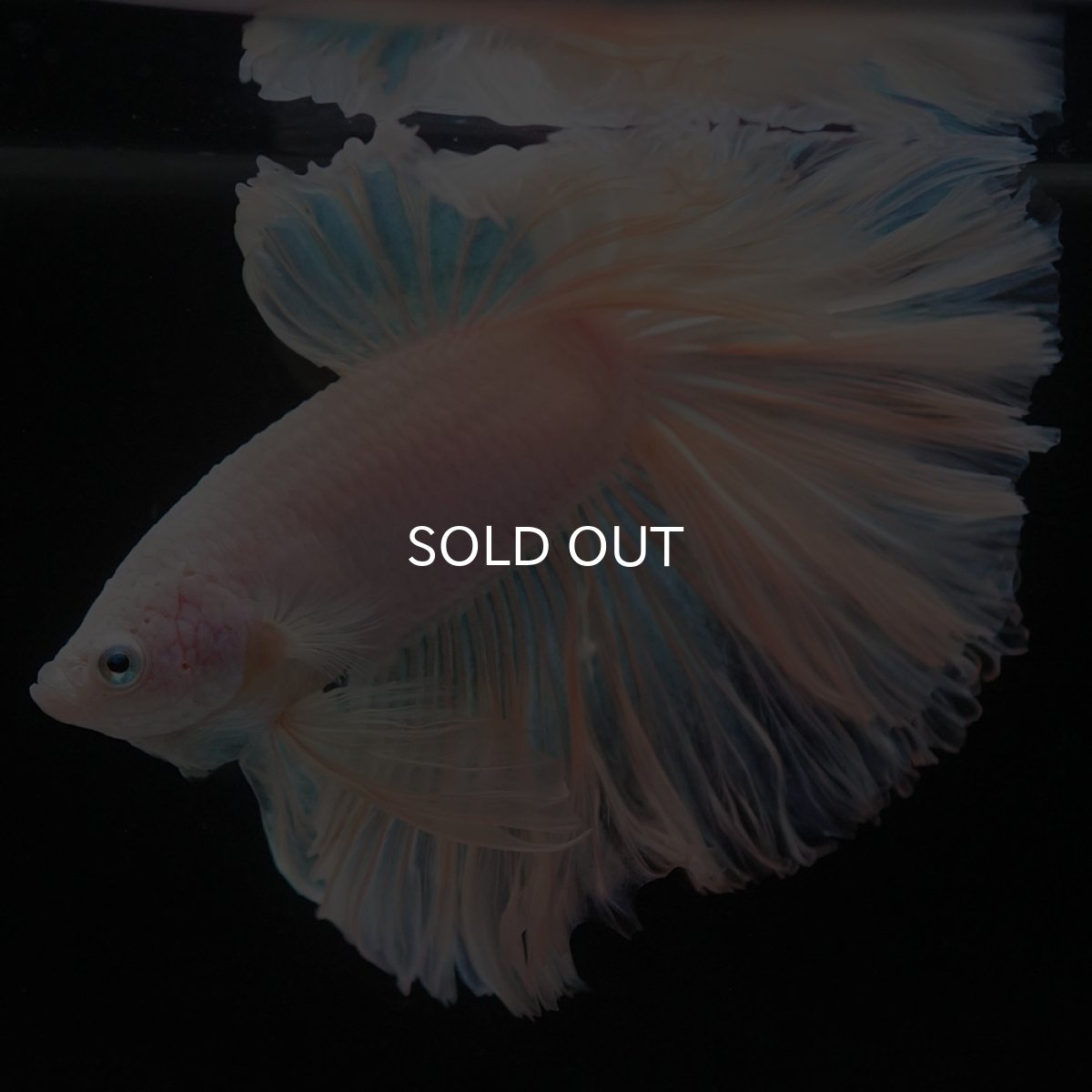 画像8: HM　ホワイトファンシー　ローズテール (8)