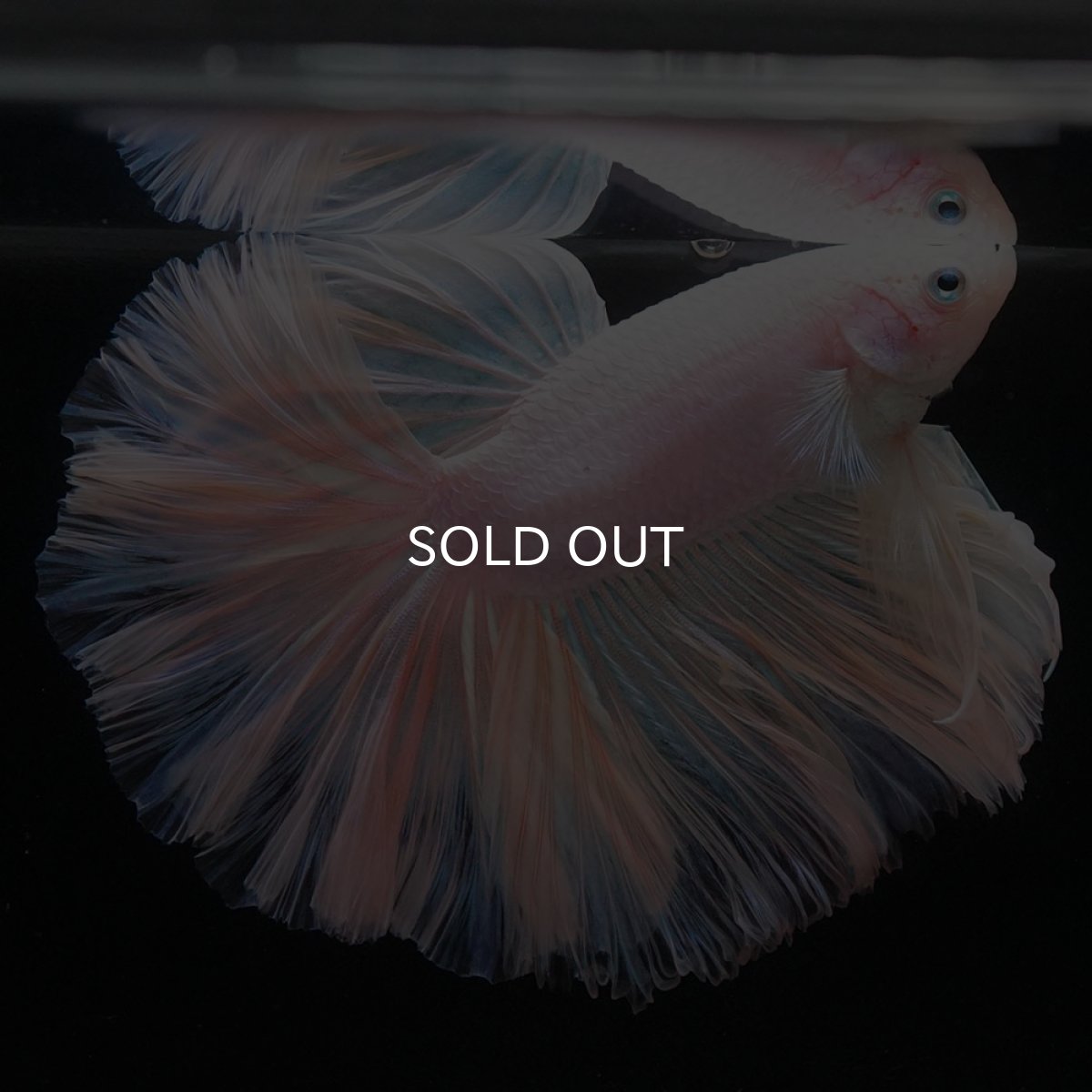 画像7: HM　ホワイトファンシー　ローズテール (7)