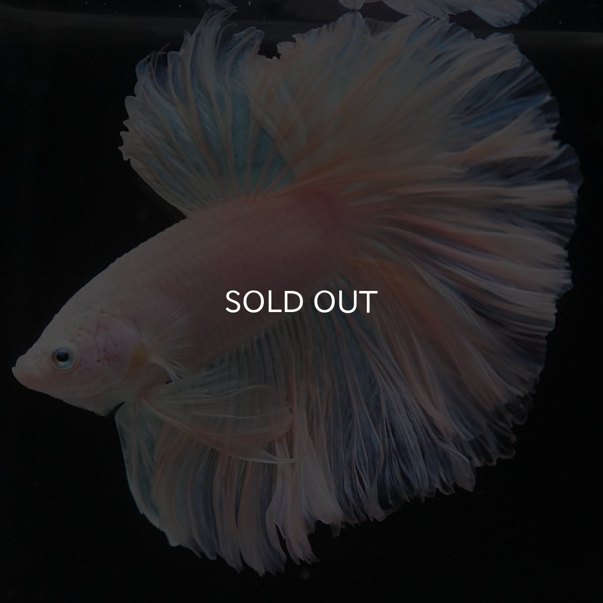 画像2: HM　ホワイトファンシー　ローズテール (2)