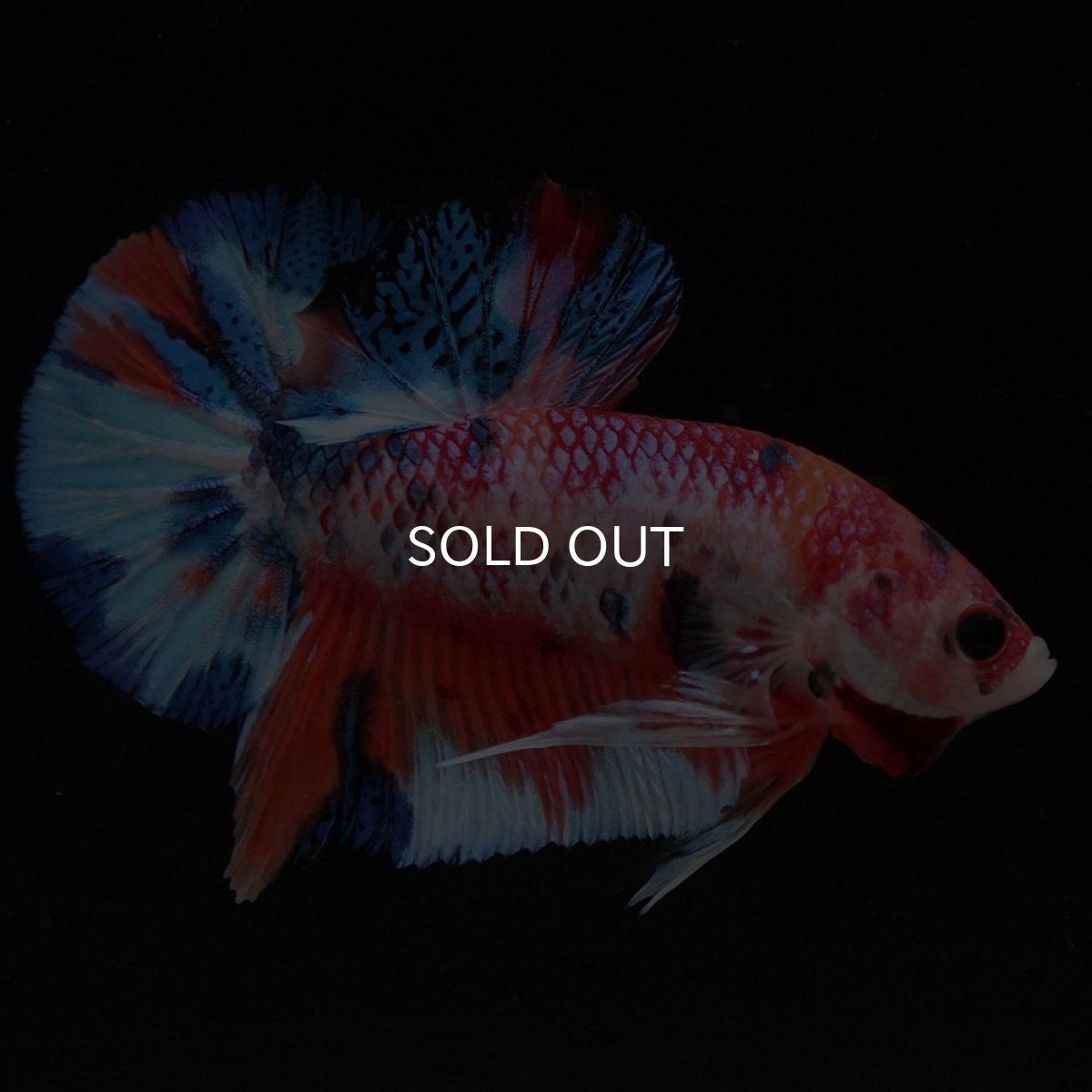 画像12: HMPK キャンディ (12)