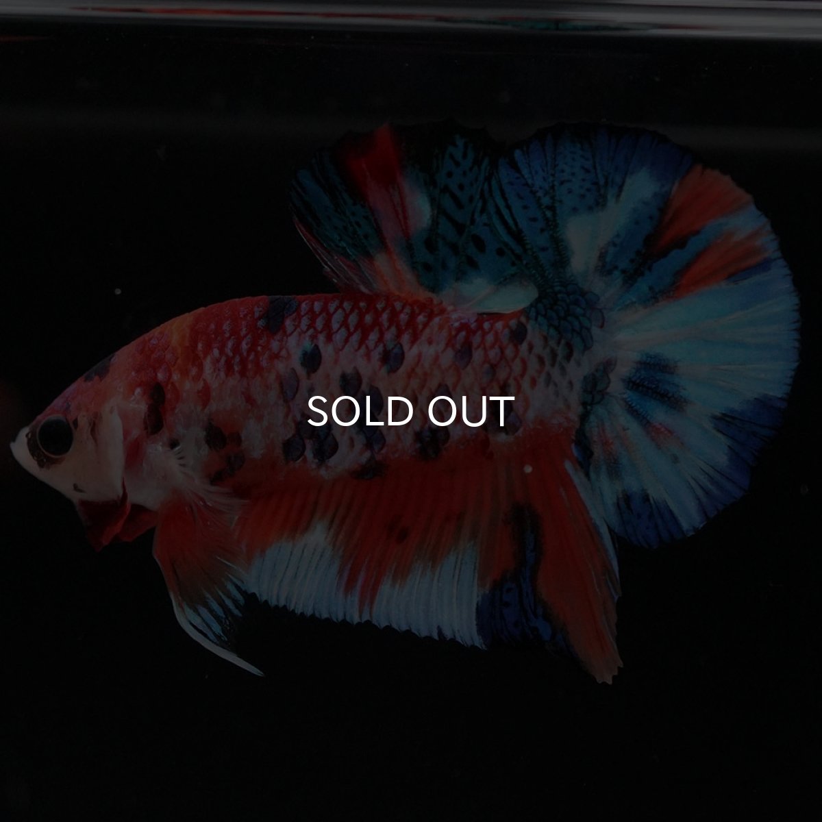 画像2: HMPK キャンディ (2)