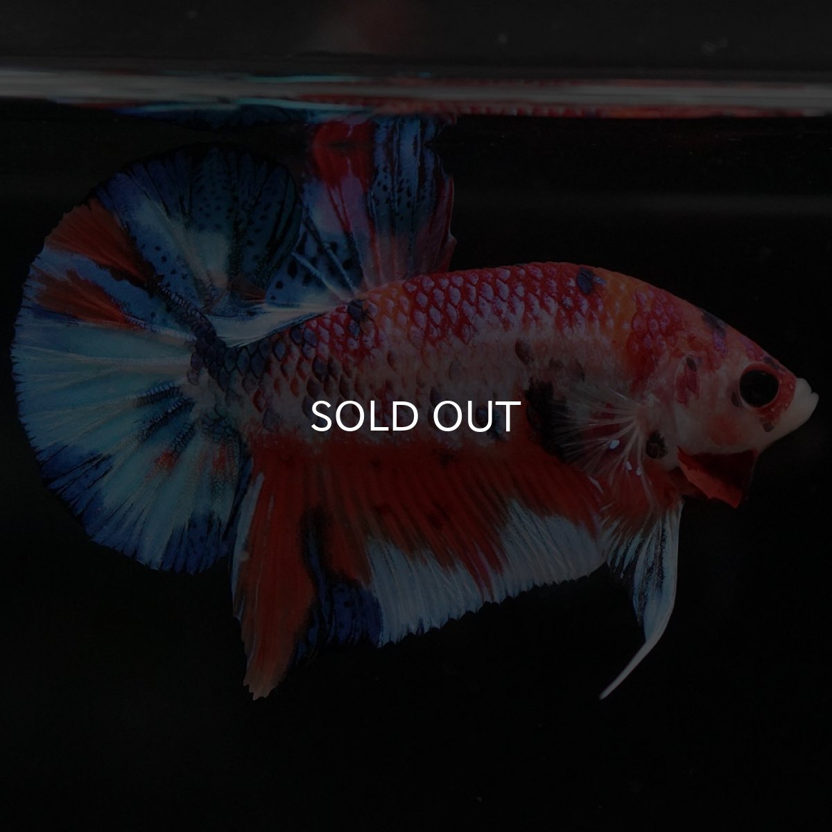 画像9: HMPK キャンディ (9)