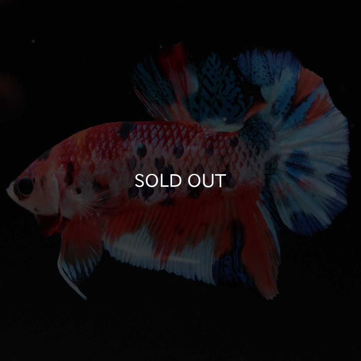 画像10: HMPK キャンディ (10)