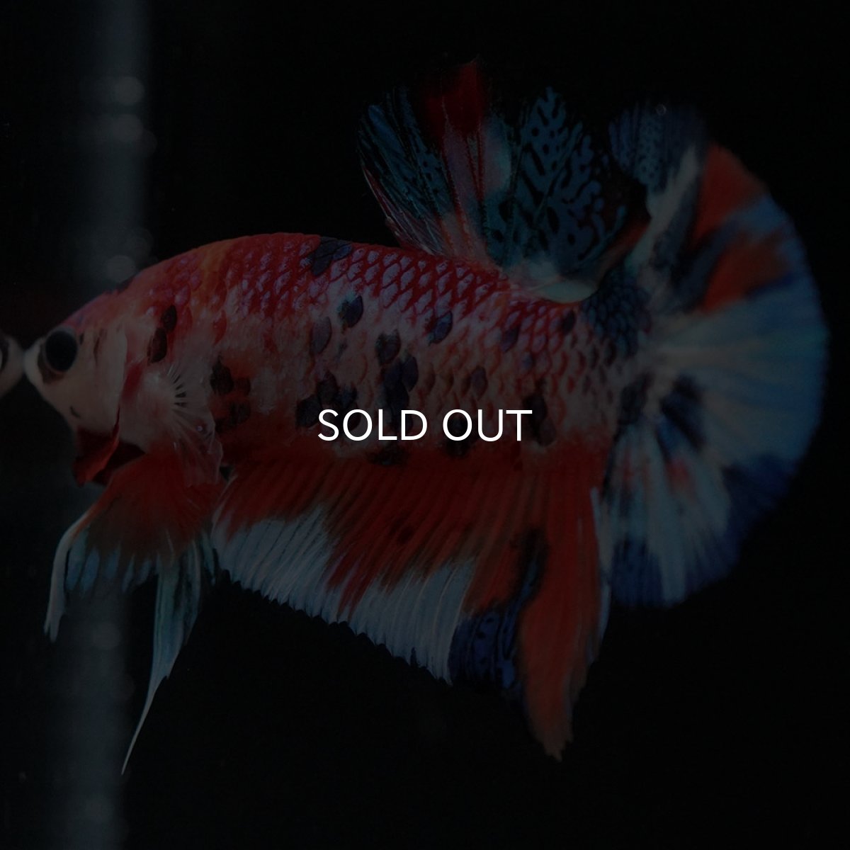 画像8: HMPK キャンディ (8)