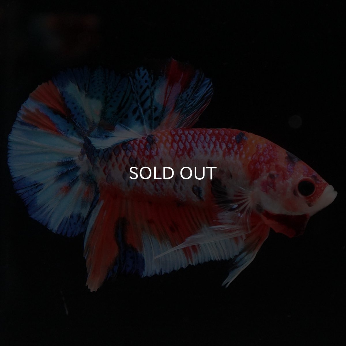 画像7: HMPK キャンディ (7)