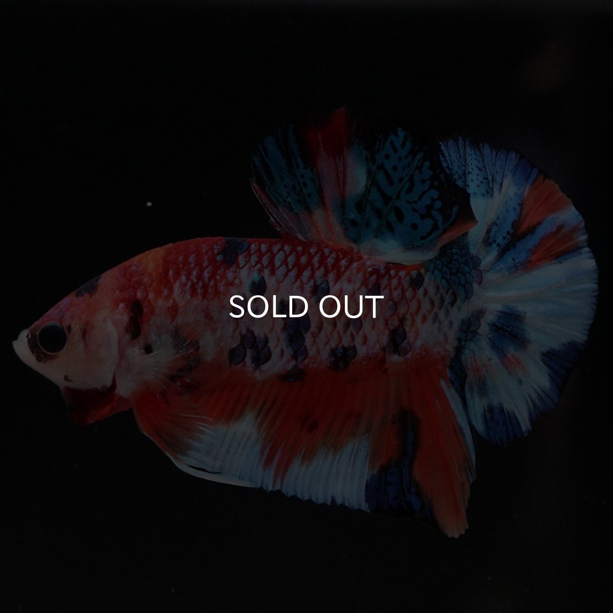 画像6: HMPK キャンディ (6)