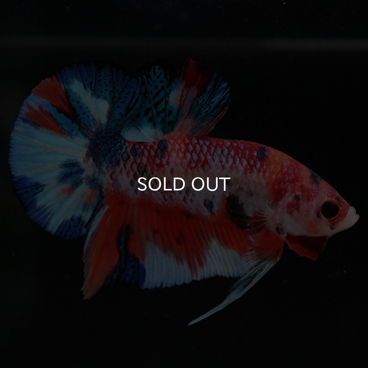 画像5: HMPK キャンディ (5)