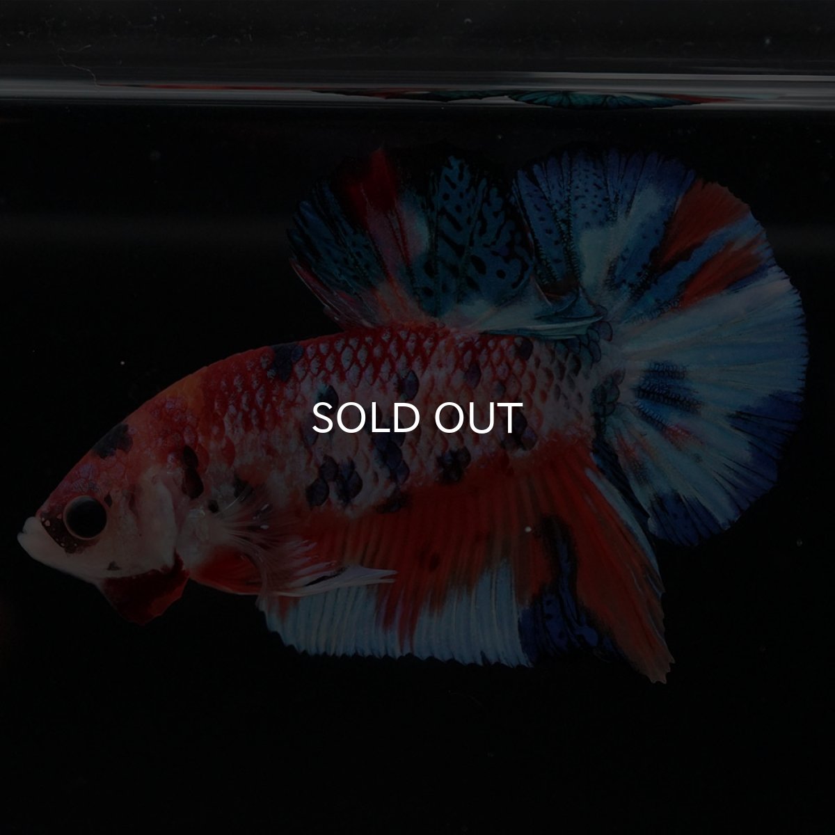 画像4: HMPK キャンディ (4)