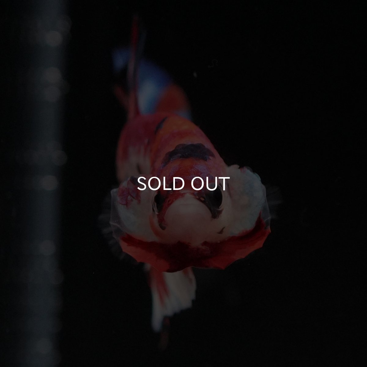 画像3: HMPK キャンディ (3)