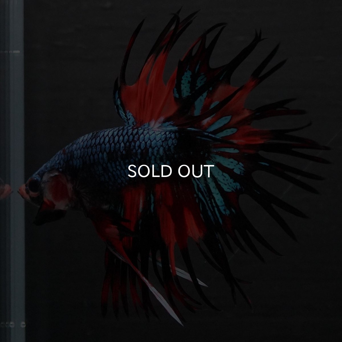 画像4: CT ブラックキャンディ (4)