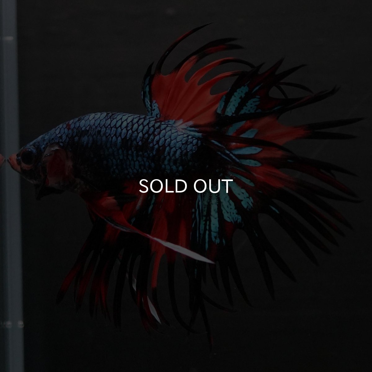 画像6: CT ブラックキャンディ (6)