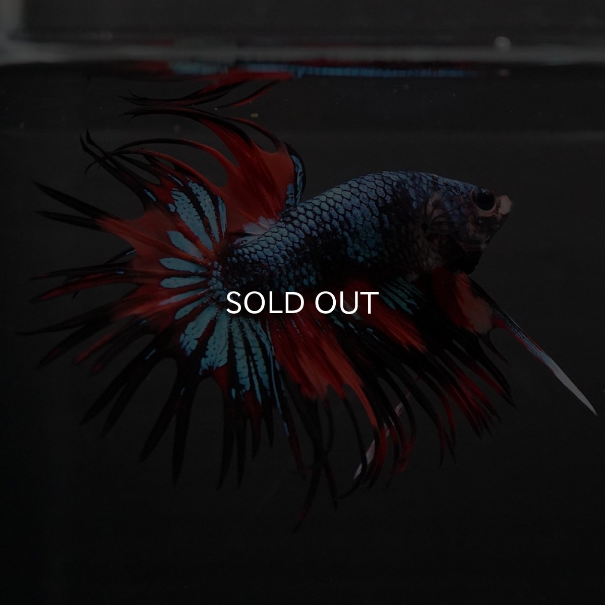 画像7: CT ブラックキャンディ (7)