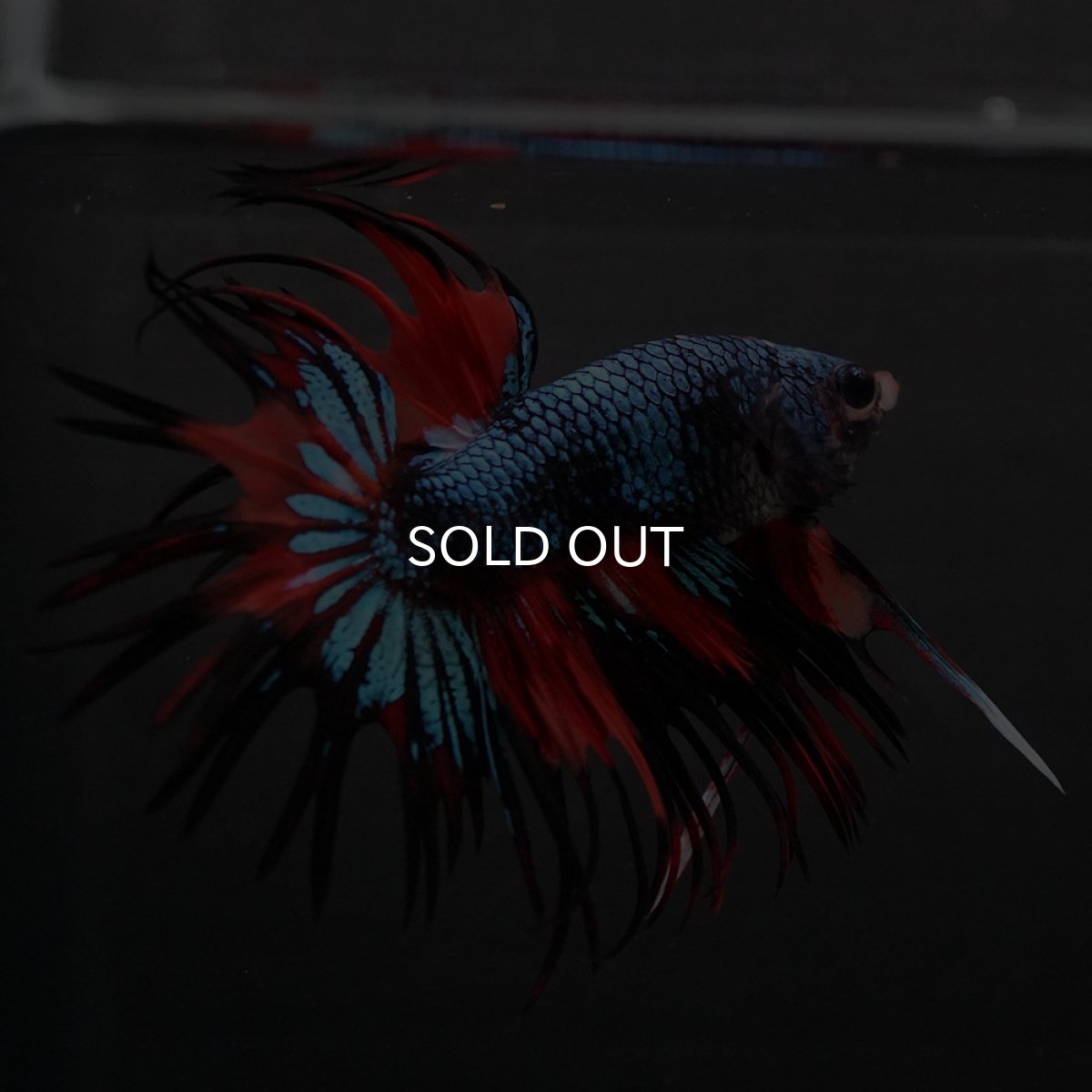 画像5: CT ブラックキャンディ (5)