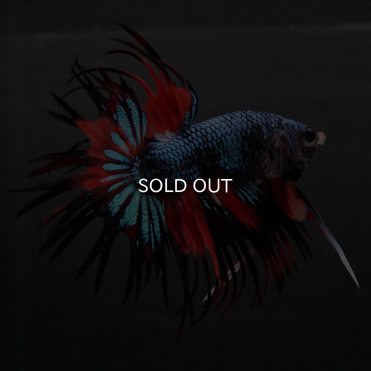 画像3: CT ブラックキャンディ (3)