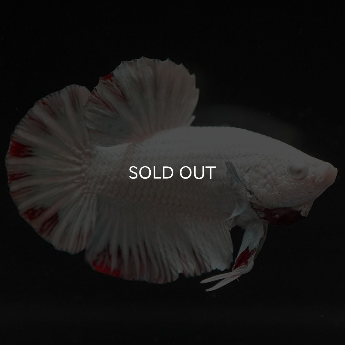 画像8: HMPK プラチナレッドドラゴン スノー (8)