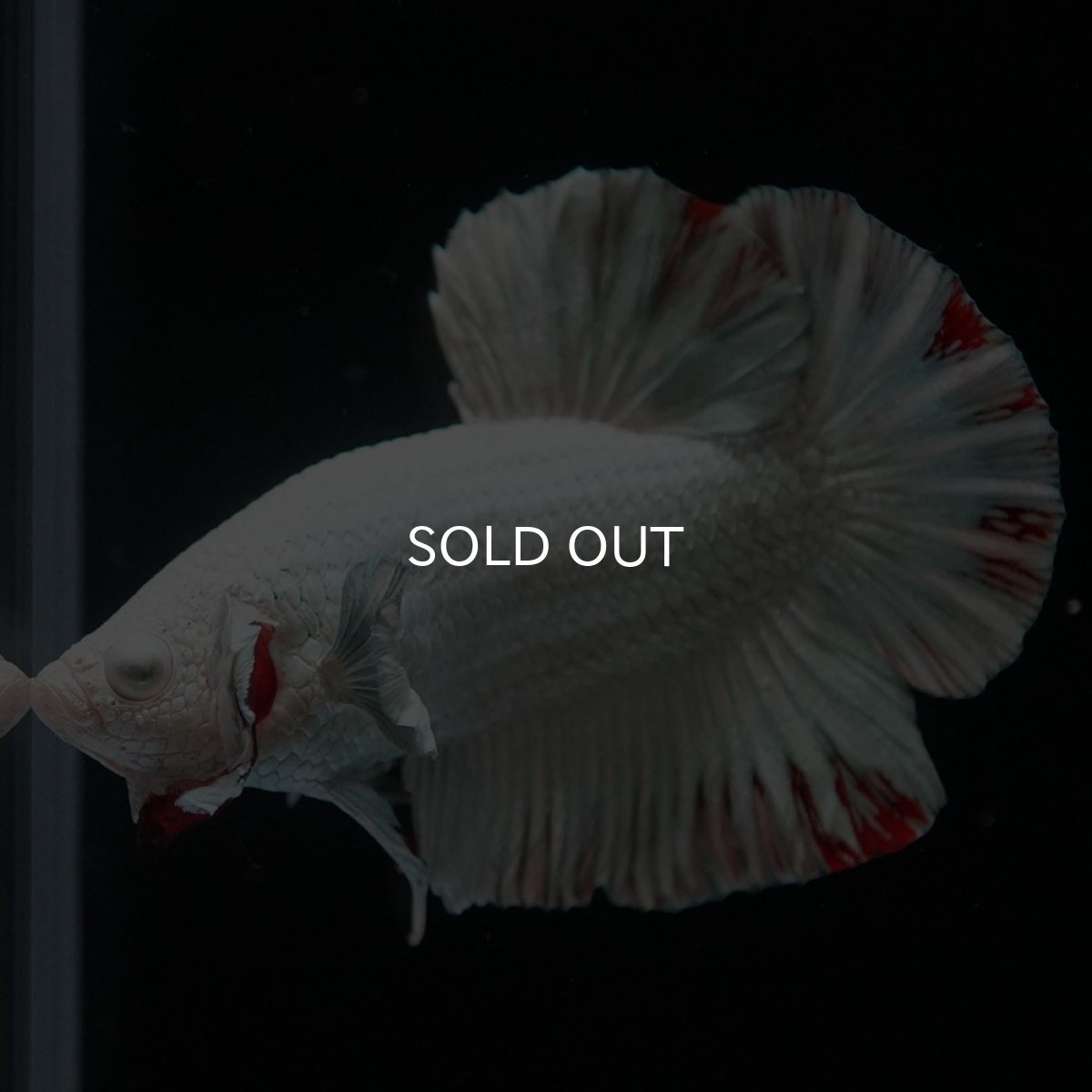 画像7: HMPK プラチナレッドドラゴン スノー (7)