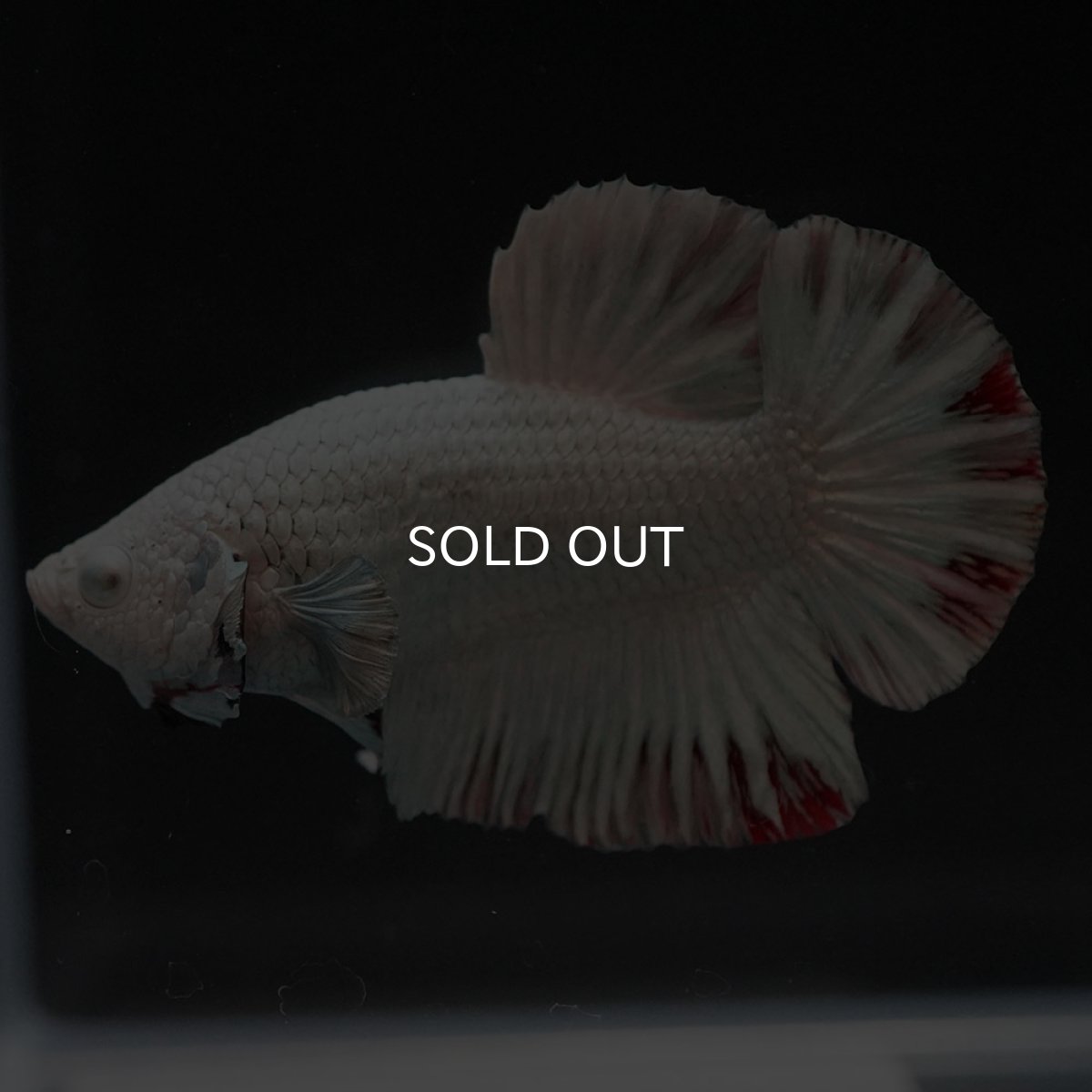 画像5: HMPK プラチナレッドドラゴン スノー (5)