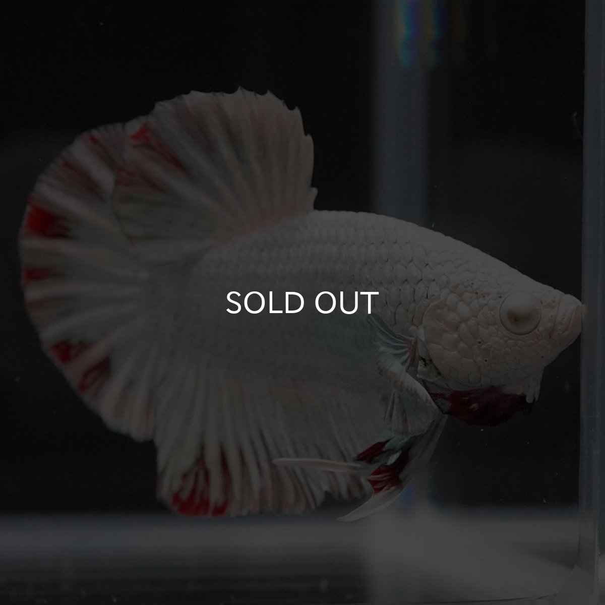 画像6: HMPK プラチナレッドドラゴン スノー (6)