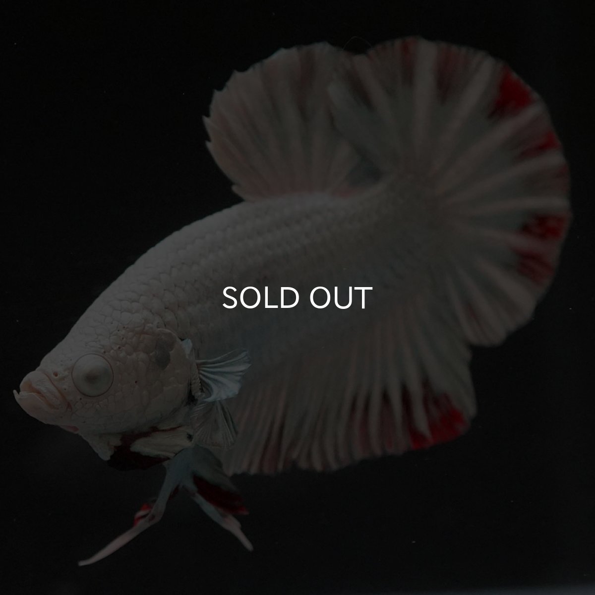 画像3: HMPK プラチナレッドドラゴン スノー (3)