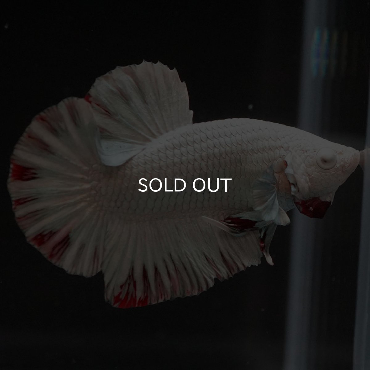 画像4: HMPK プラチナレッドドラゴン スノー (4)