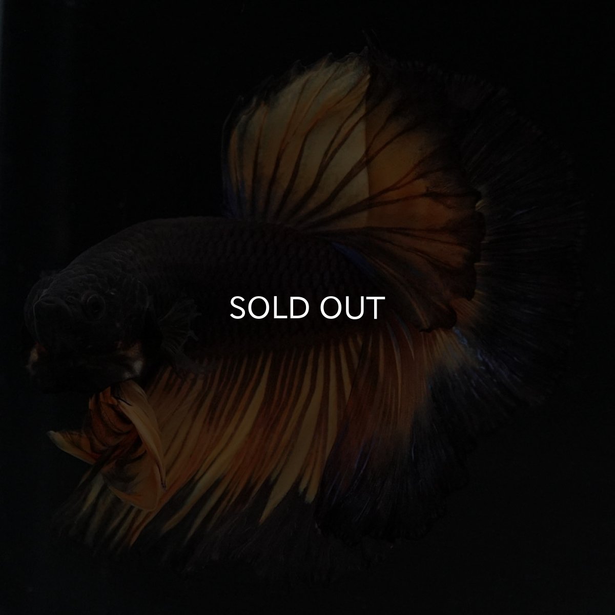 画像6: HM ブラックマスタード (6)