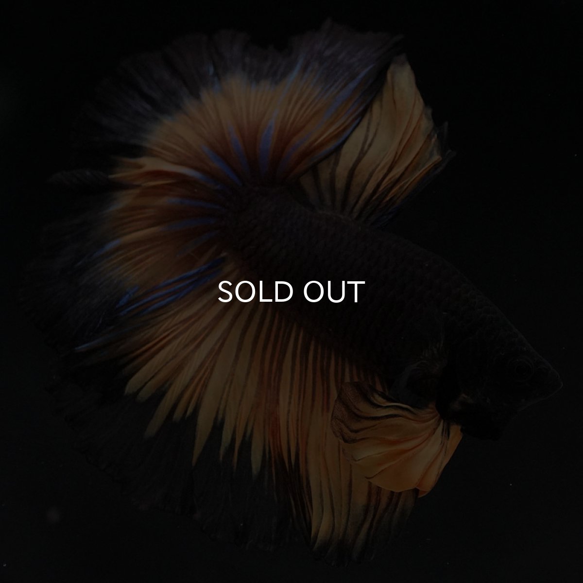 画像3: HM ブラックマスタード (3)