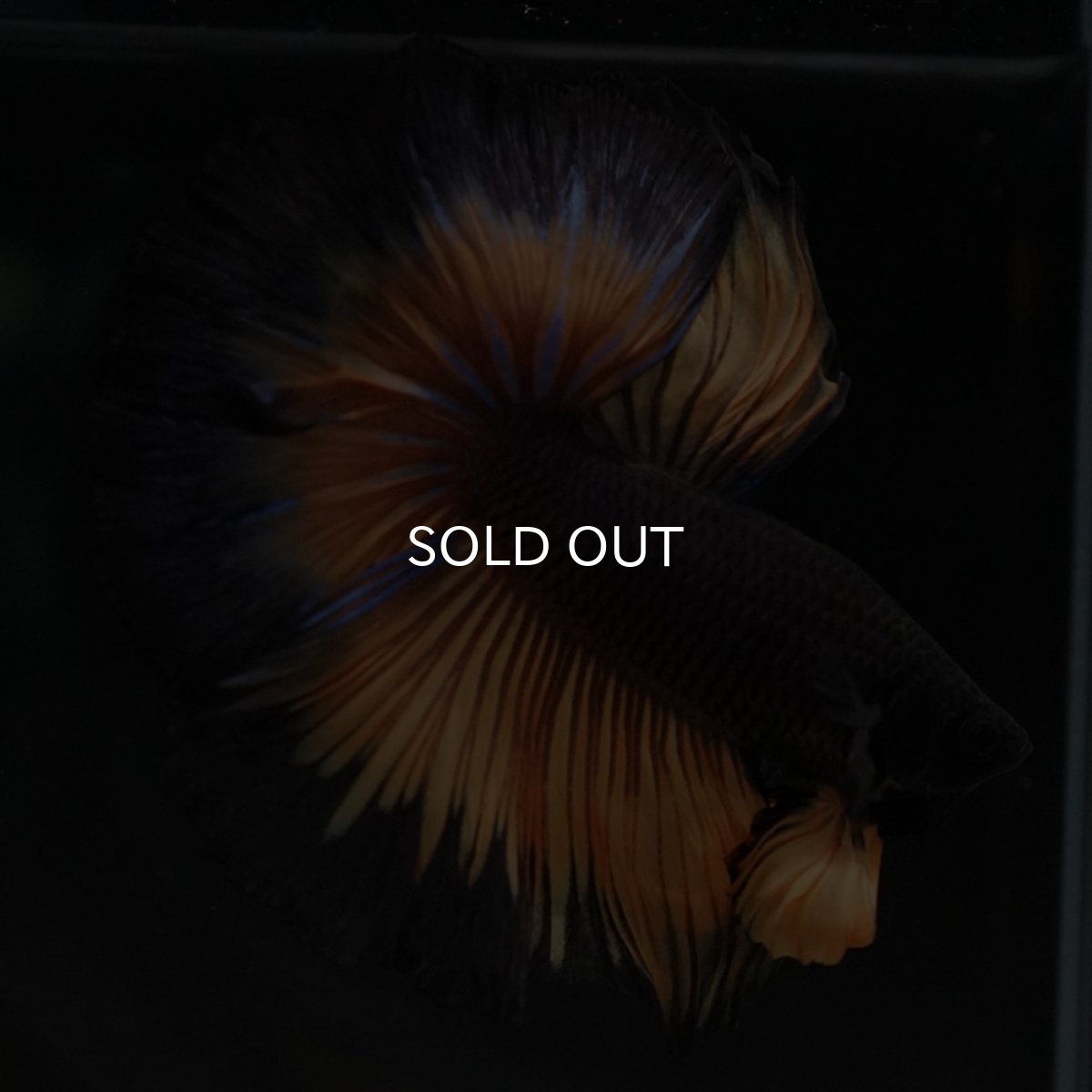 画像11: HM ブラックマスタード (11)