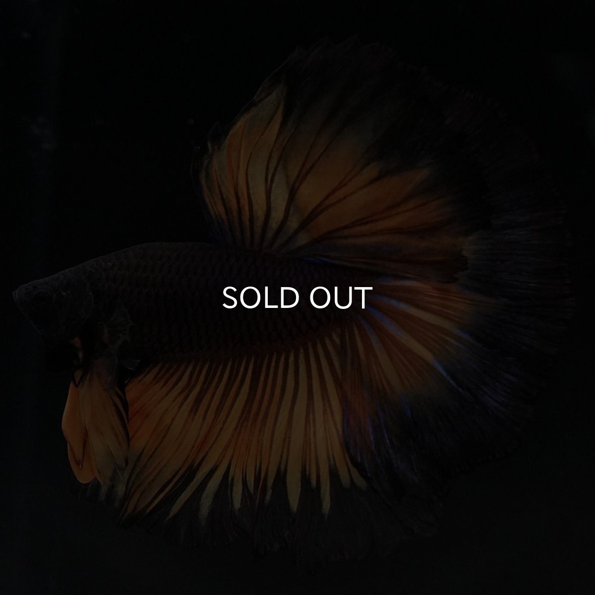 画像2: HM ブラックマスタード (2)