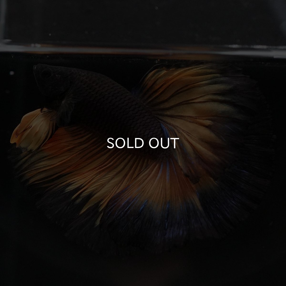 画像10: HM ブラックマスタード (10)