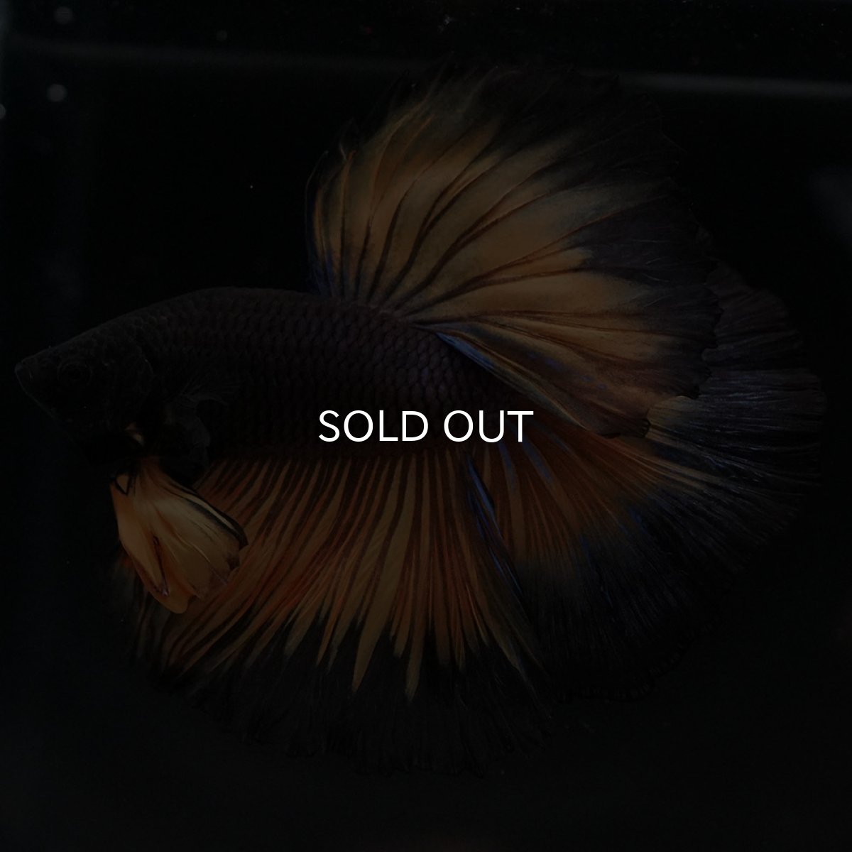 画像8: HM ブラックマスタード (8)