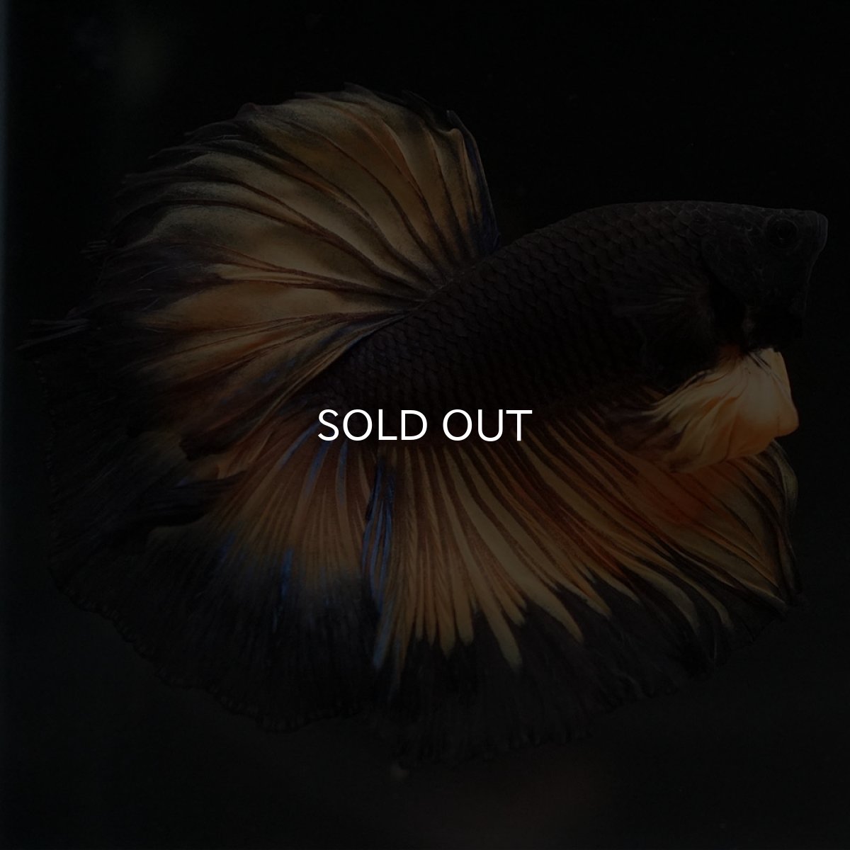 画像9: HM ブラックマスタード (9)