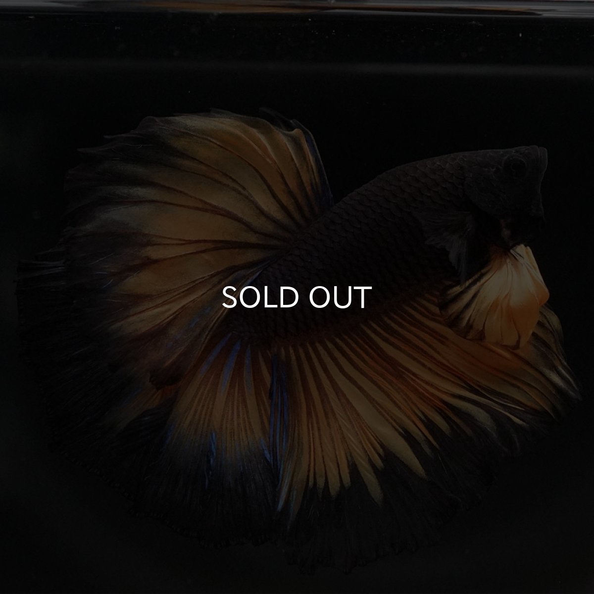 画像7: HM ブラックマスタード (7)