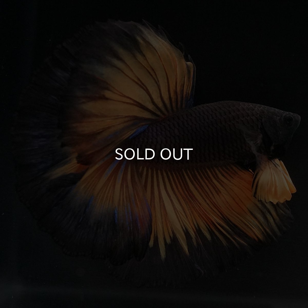 画像5: HM ブラックマスタード (5)