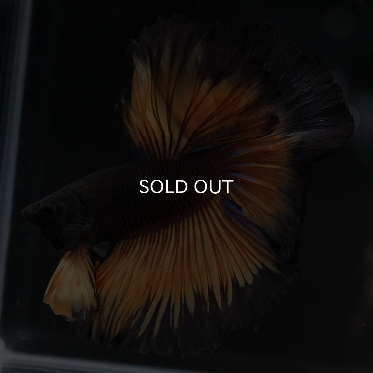 画像4: HM ブラックマスタード (4)