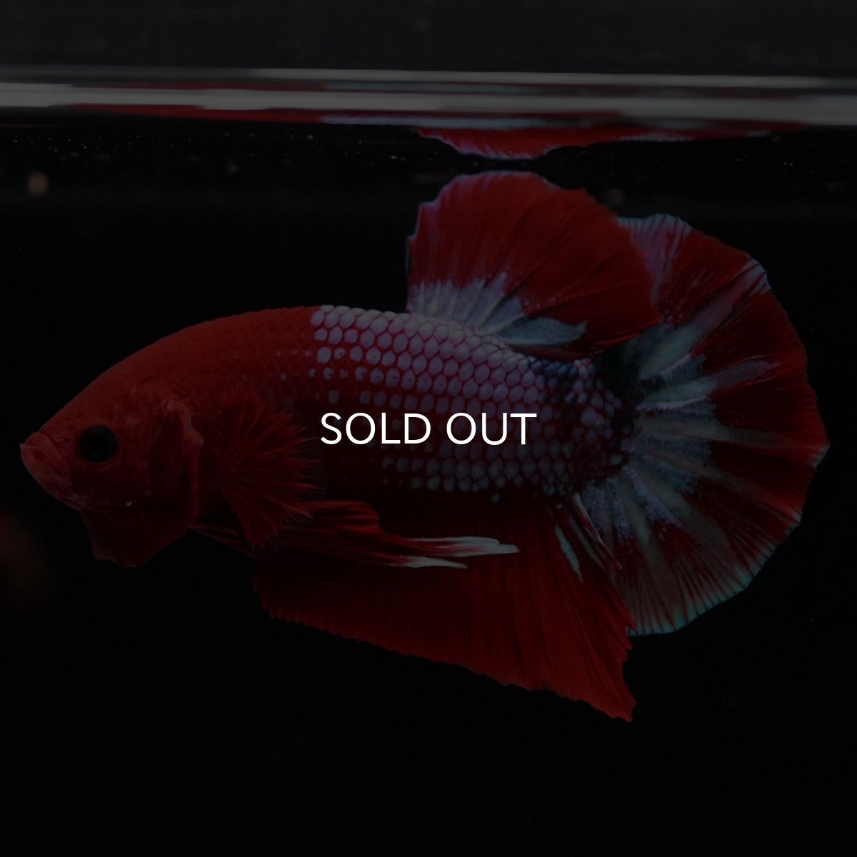 画像7: HMPK　ヘルボーイ (7)