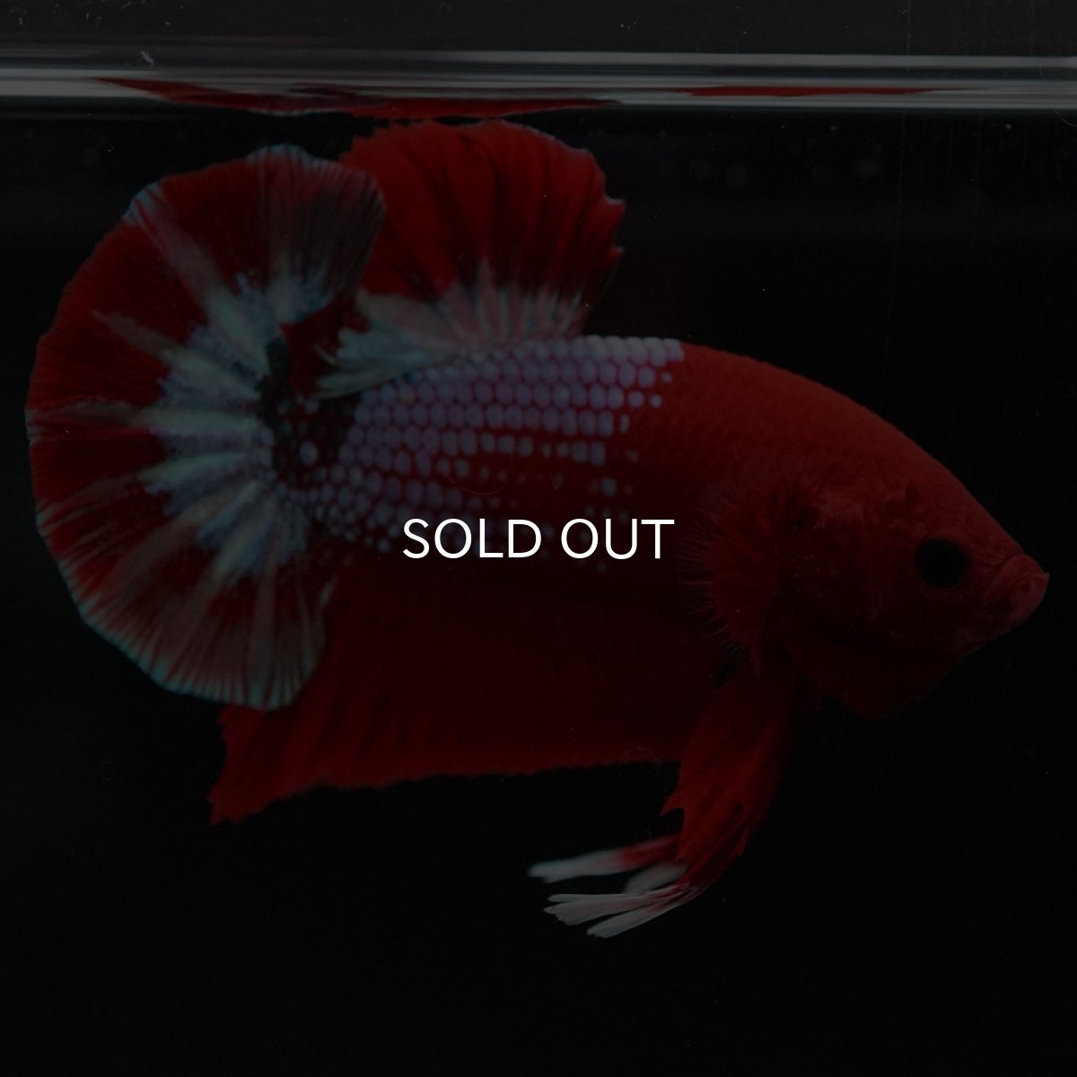 画像8: HMPK　ヘルボーイ (8)