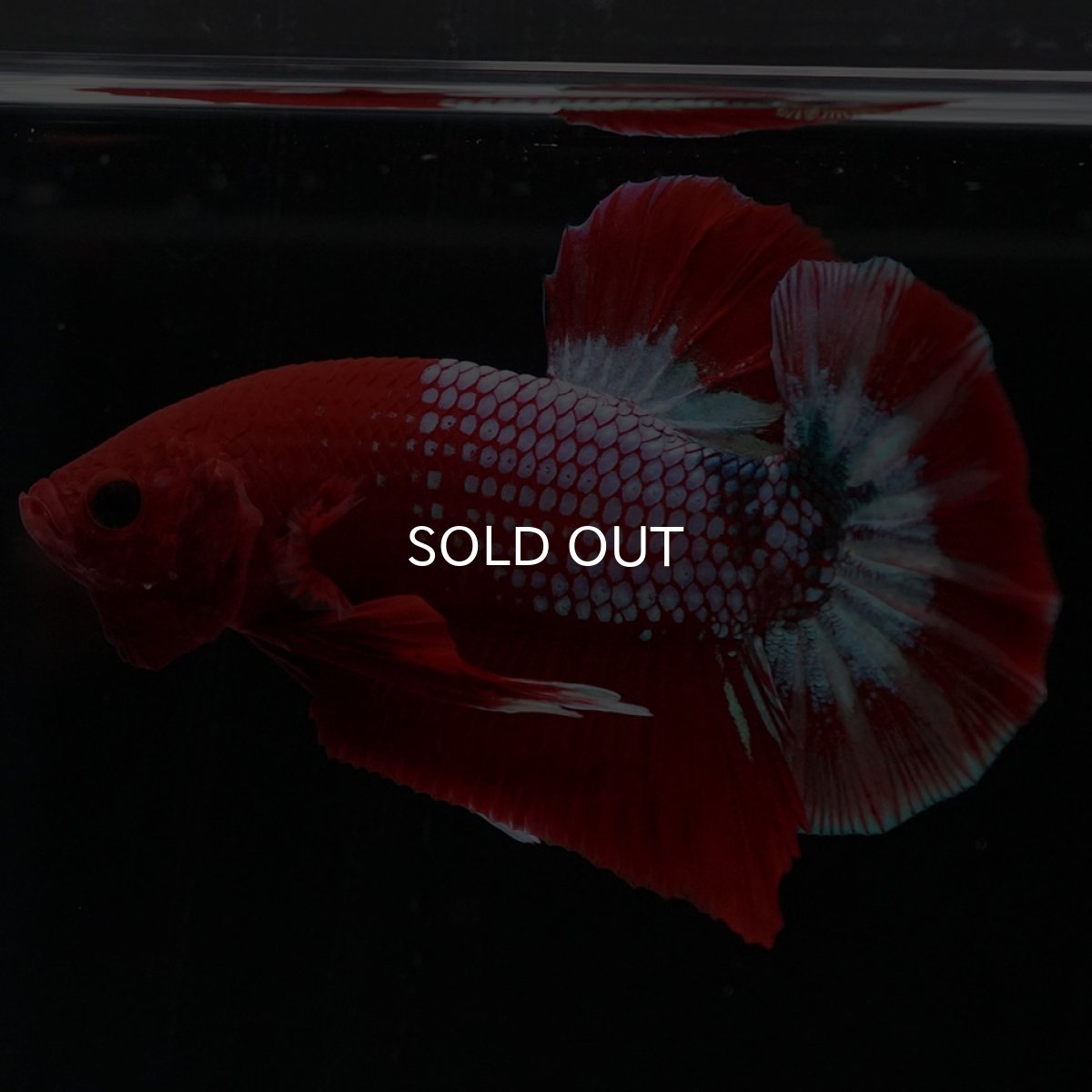 画像5: HMPK　ヘルボーイ (5)