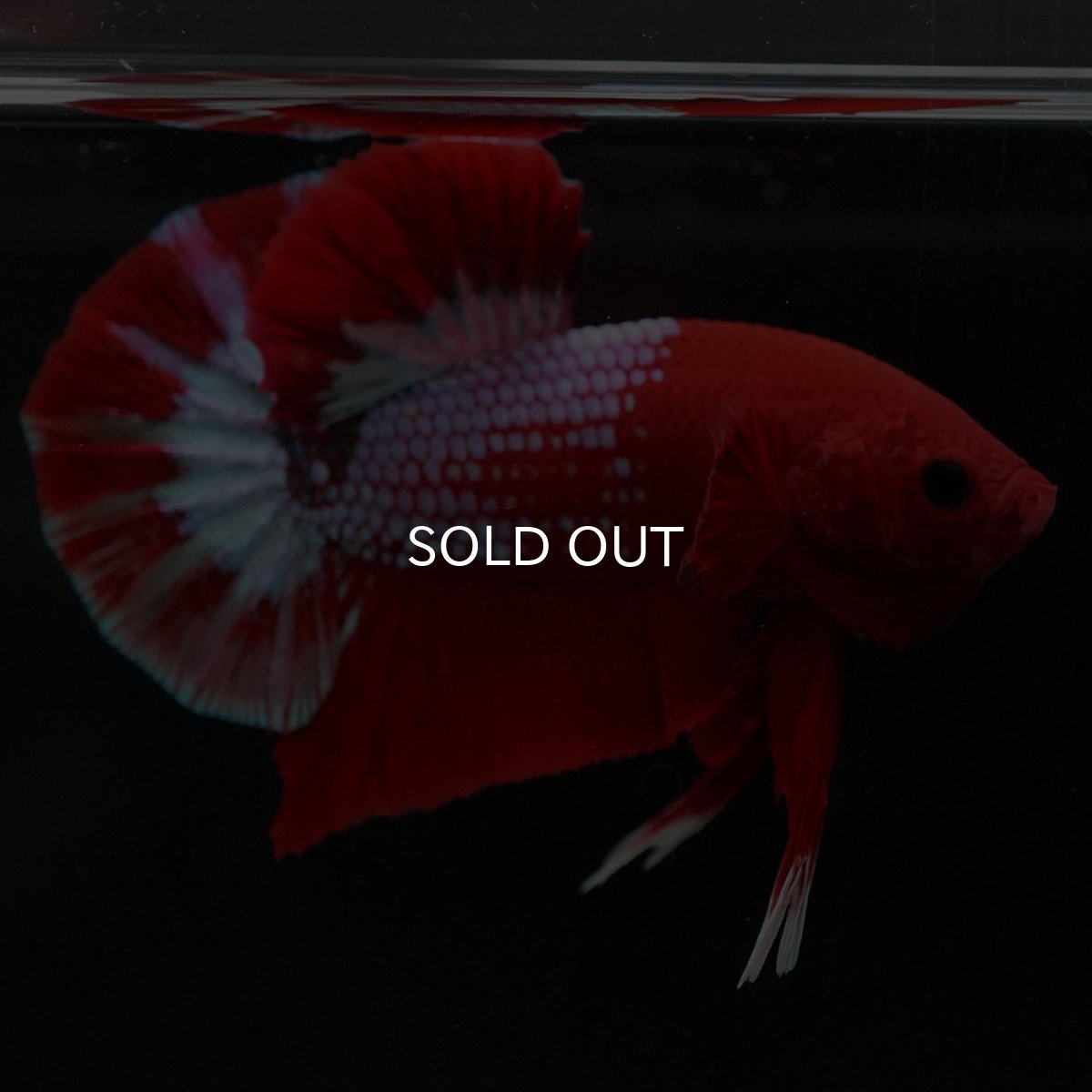 画像6: HMPK　ヘルボーイ (6)