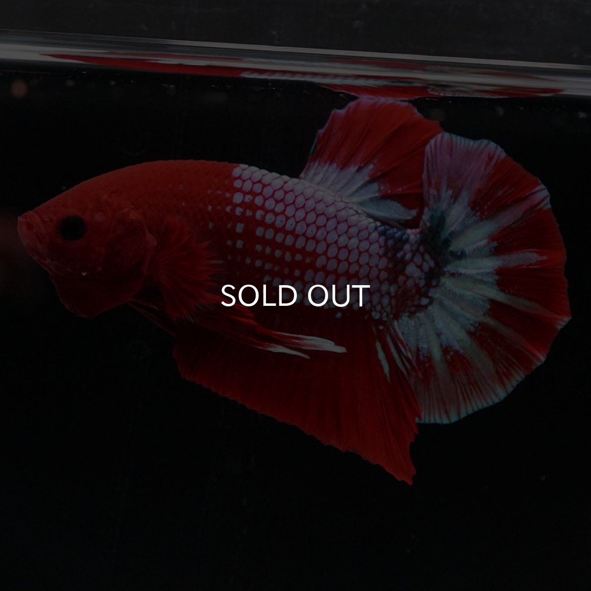 画像3: HMPK　ヘルボーイ (3)