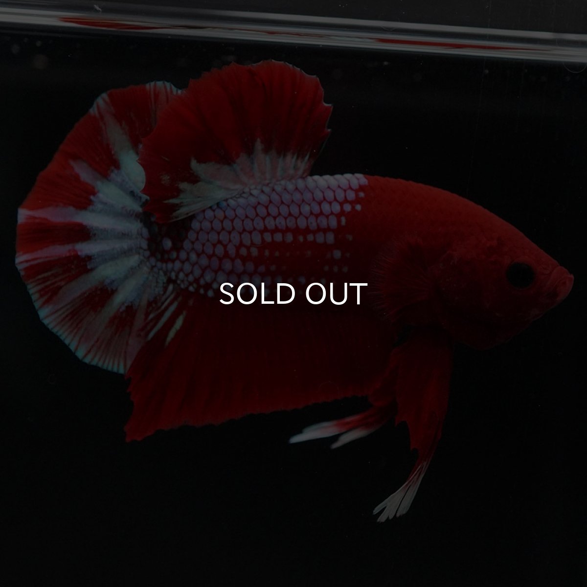 画像4: HMPK　ヘルボーイ (4)