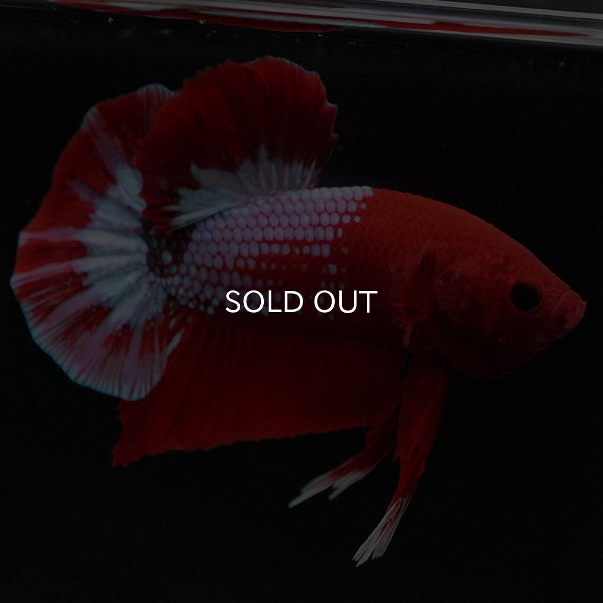 画像2: HMPK　ヘルボーイ (2)