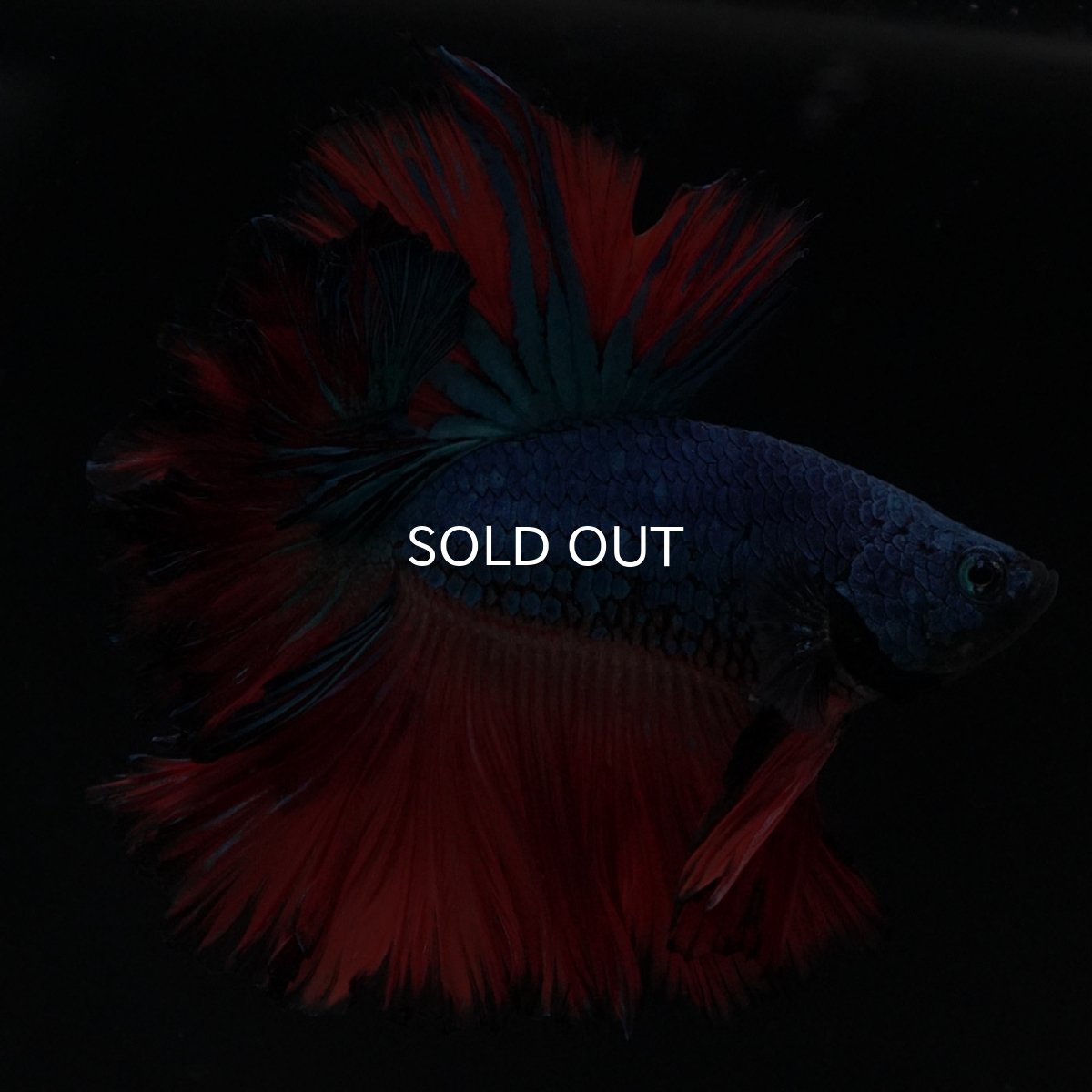 画像2: HM ブルーレッド フェザーテール (2)