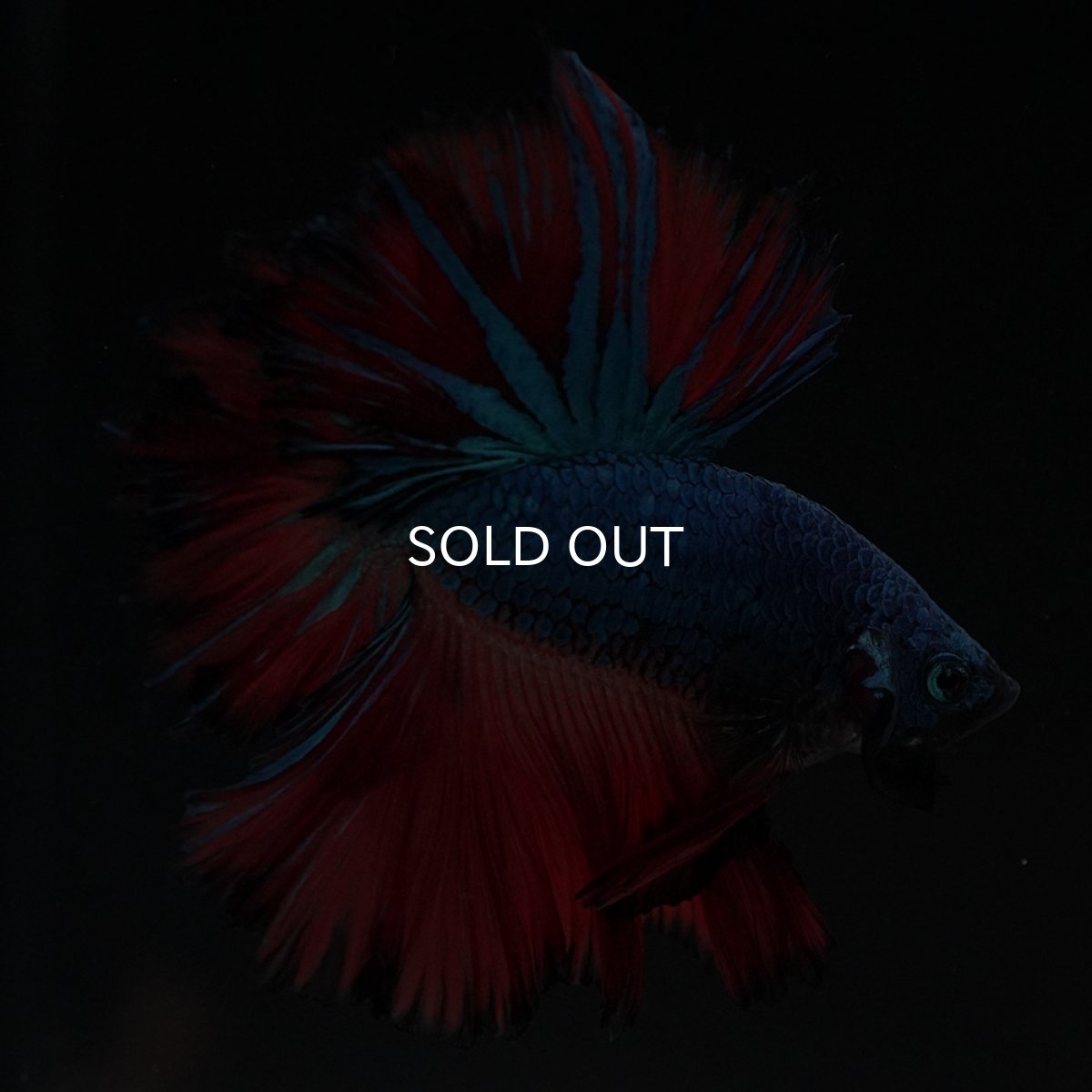 画像8: HM ブルーレッド フェザーテール (8)